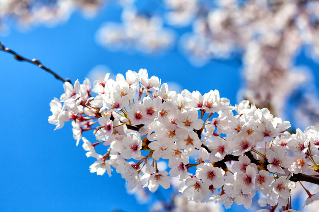 桜の花